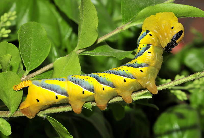 Acherontia atropos a buon fine